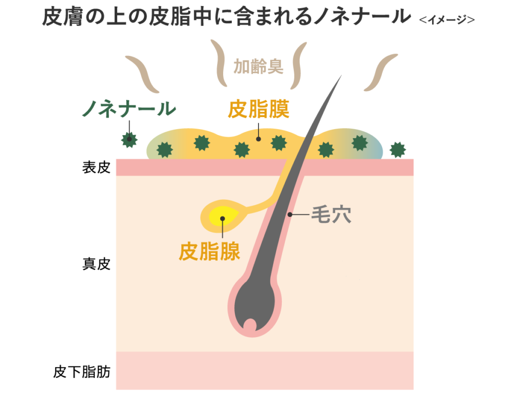 加齢臭の正体ノネナールとは 特徴と生成の仕組みを専門家がわかりやすく解説 ボデオ360 Bodeo 公式通販 シックスセンスラボ