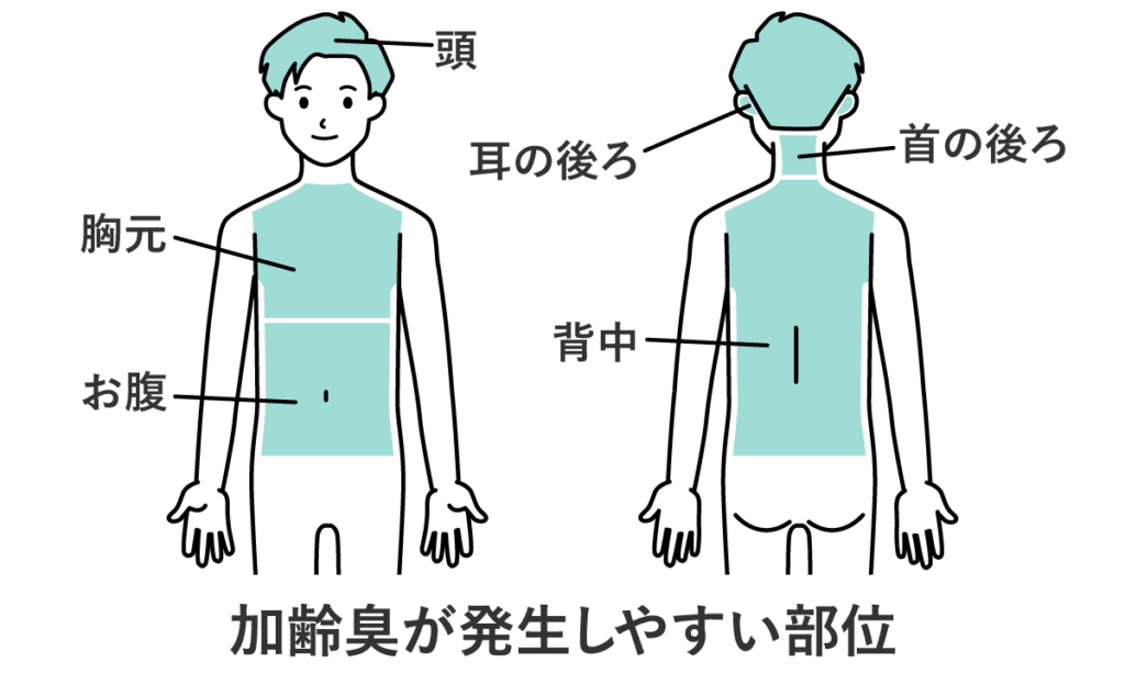 加齢臭の正体ノネナールとは 特徴と生成の仕組みを専門家がわかりやすく解説 ボデオ360 Bodeo 公式通販 シックスセンスラボ