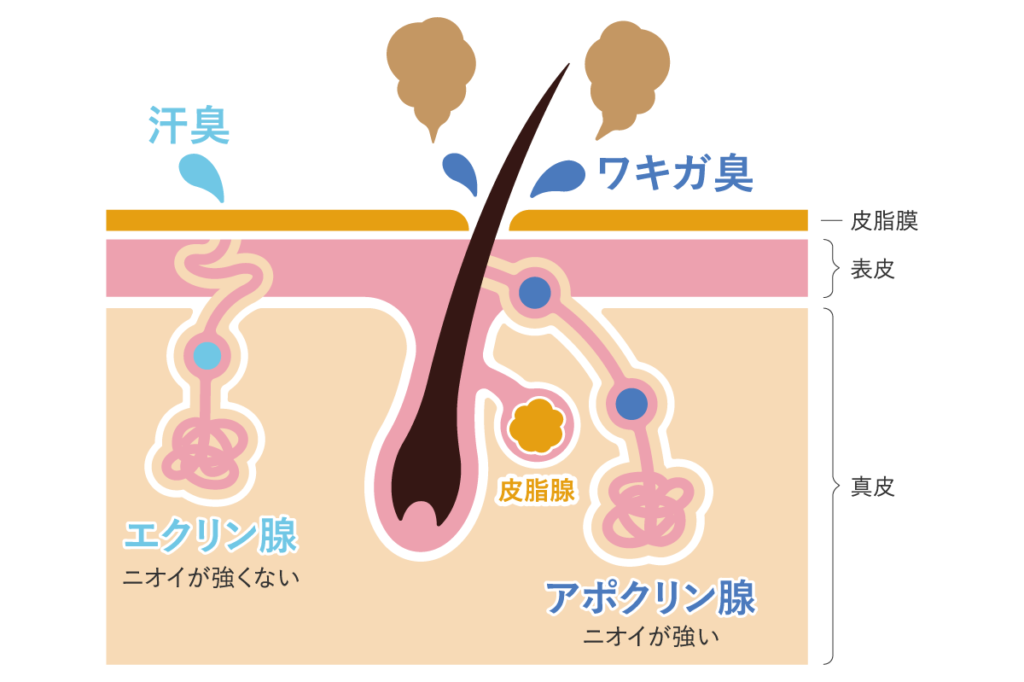 汗