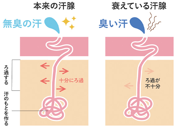 汗腺の図