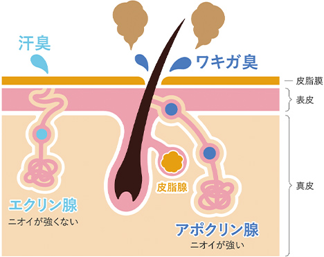 アポクリンの図