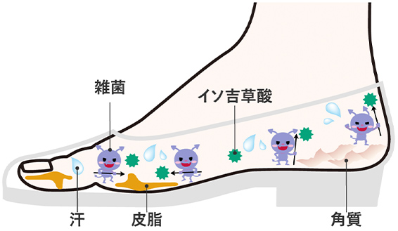イソ吉草酸の図