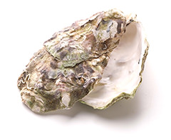 牡蠣殻カルシウム