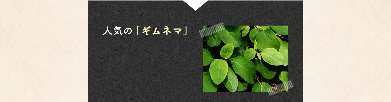人気の「ギムネマ」