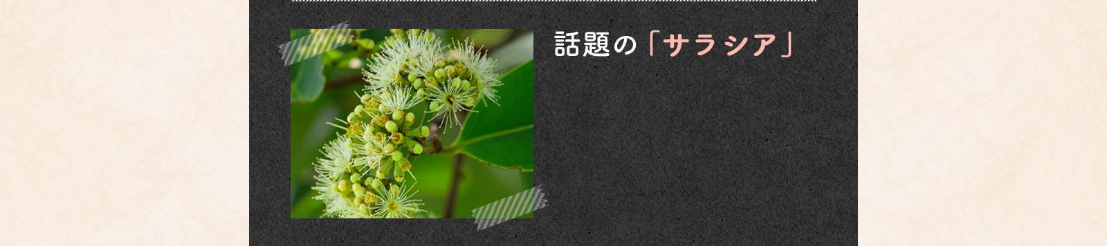 話題の「サラシア」