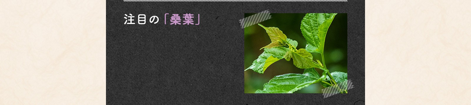 注目の「桑葉」