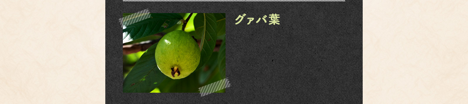 グァバ葉