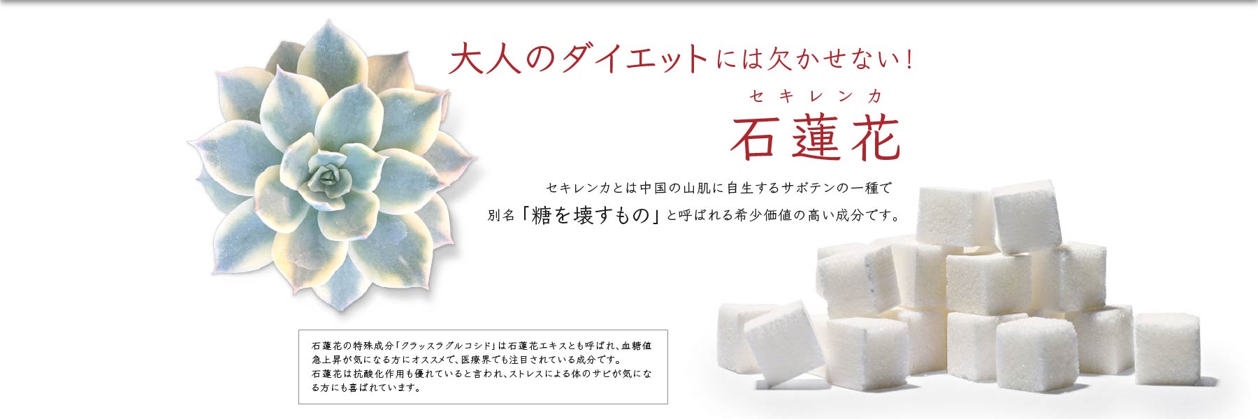 大人のダイエットには欠かせない！石蓮花（セキレンカ）