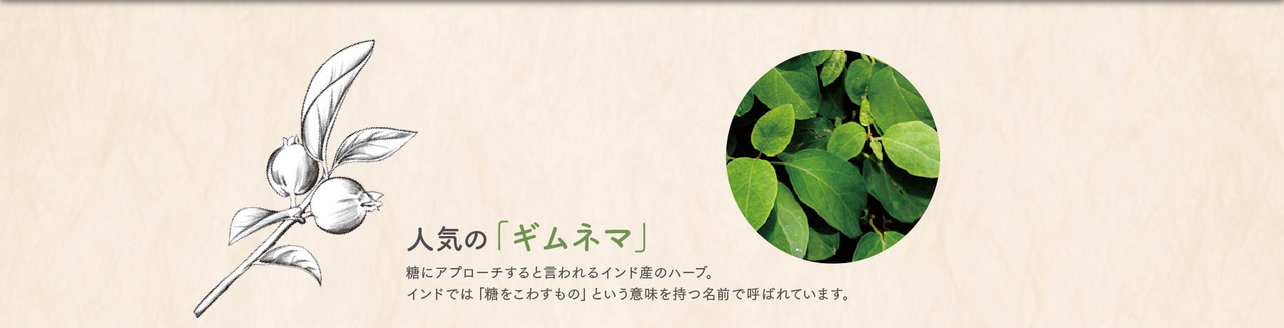 人気の「ギムネマ」