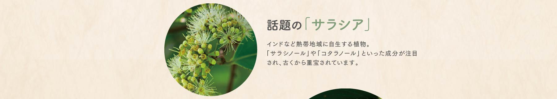 話題の「サラシア」