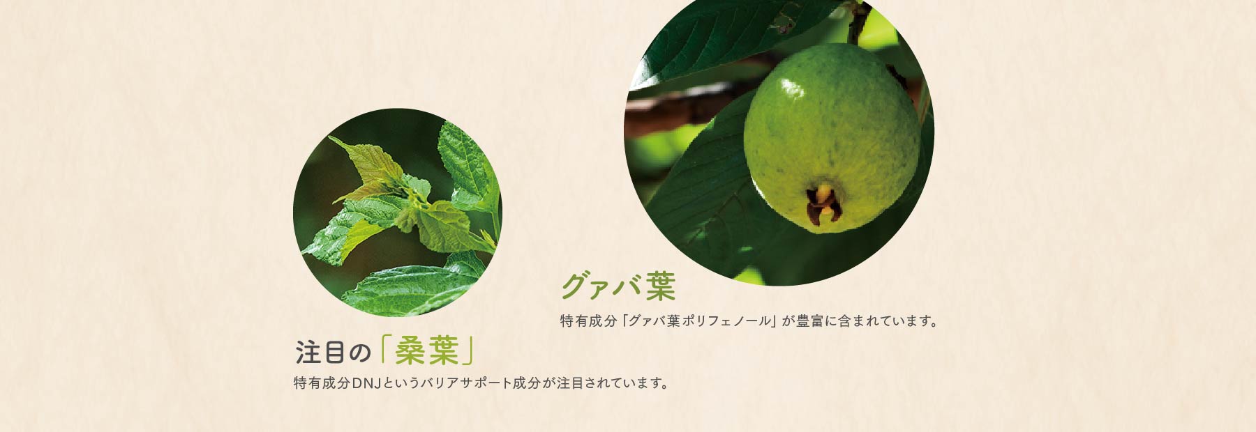 グァバ葉 注目の「桑葉」