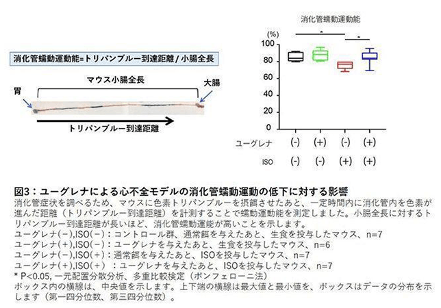 ユーグレナによる心不全モデルの消化管蠕動運動の低下に対する影響