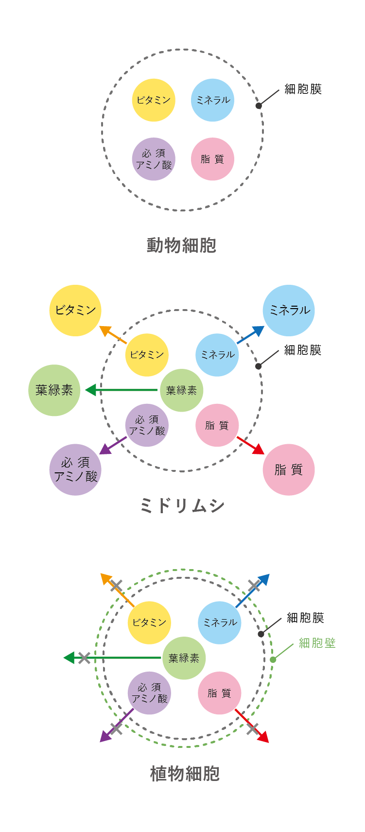 ミドリムシ ユーグレナ 研究結果 総まとめ ユーグレナミドリムシshop公式