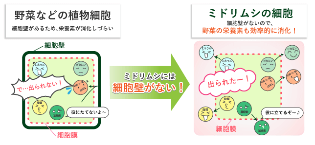 ユーグレナ（ミドリムシ）とは？ わかりやすく専門家が解説【2021年度版】 ユーグレナミドリムシSHOP公式