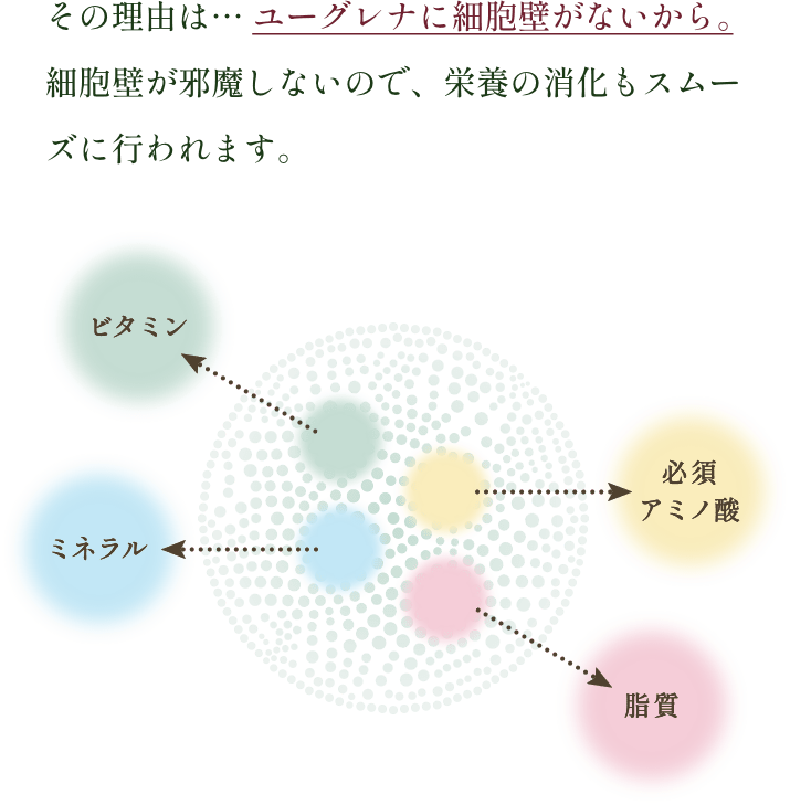 その理由は… ユーグレナに細胞壁がないから。細胞壁が邪魔しないので、栄養の消化もスムーズに行われます。