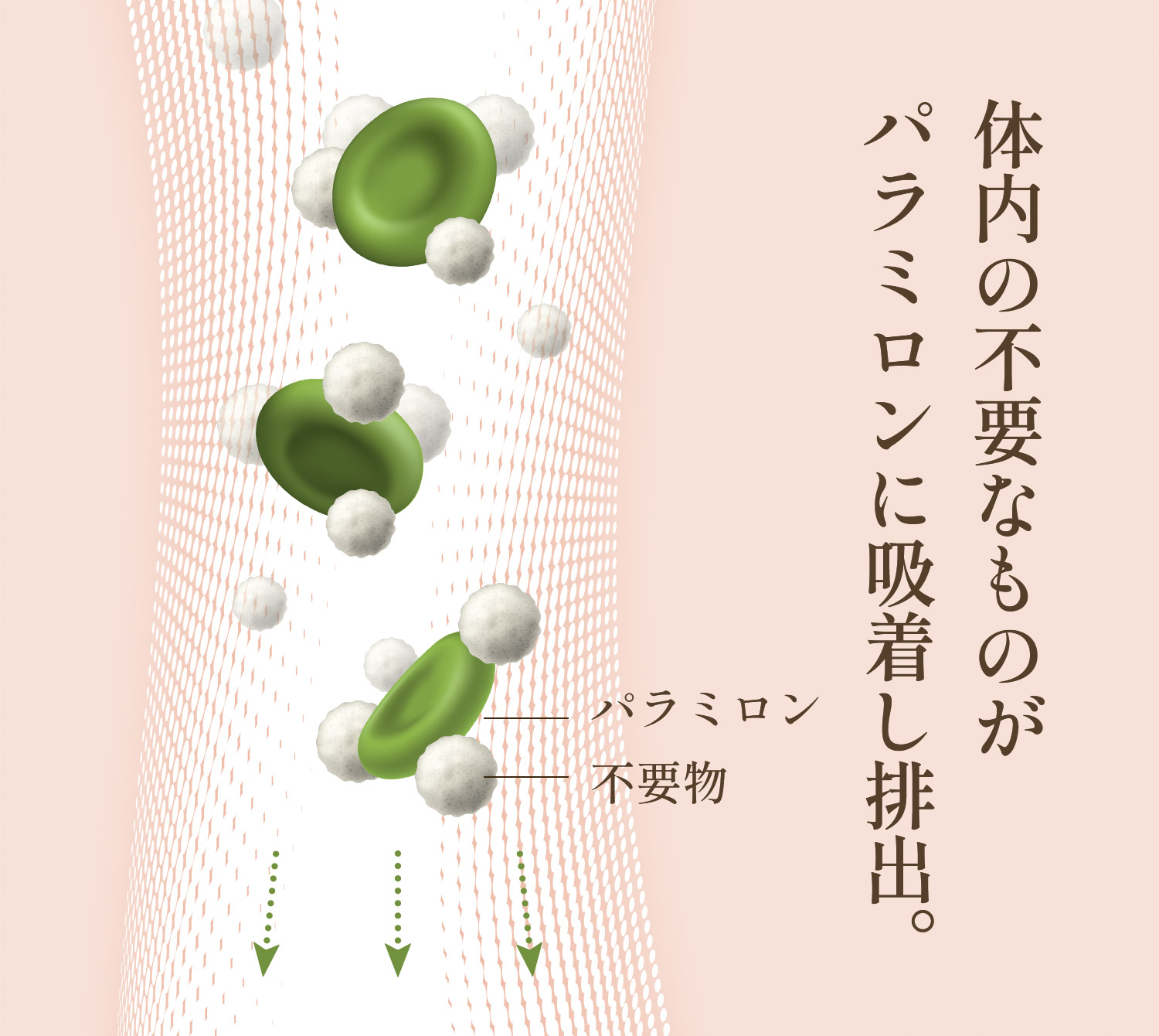 匿名配送・送料無料 いのちのユーグレナ 2袋セット 81vE5zh41OL._UF350,350_QL80_.jpg