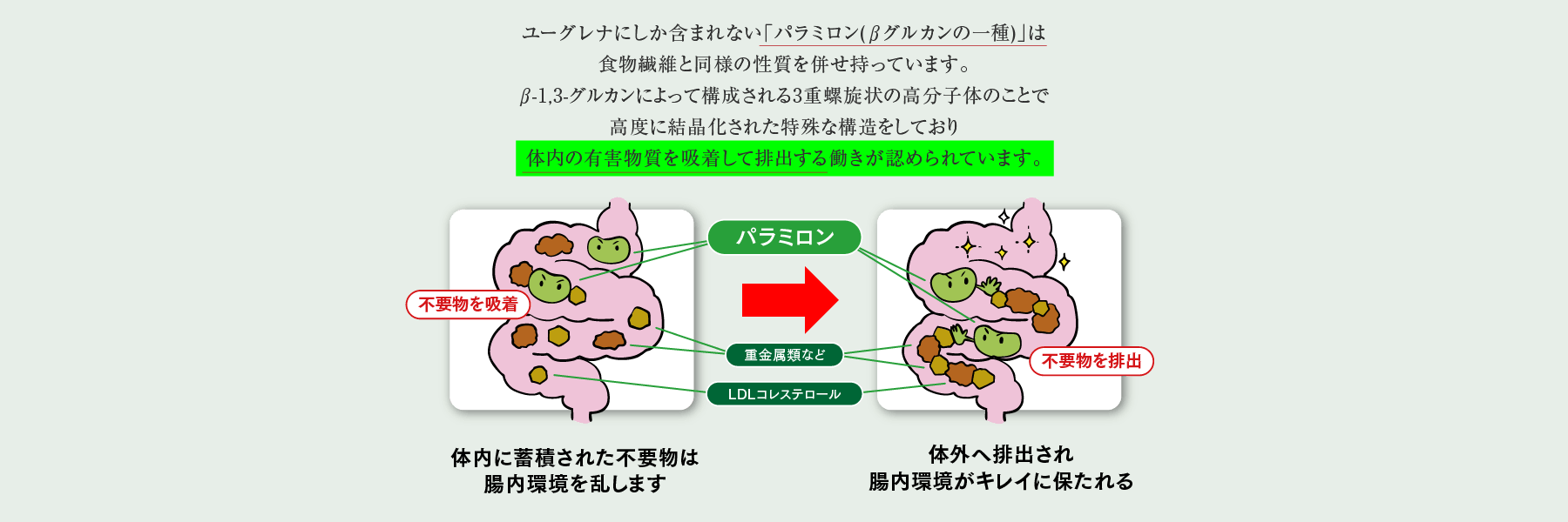 体内の有害物質を吸着して排出する働きが認められています。