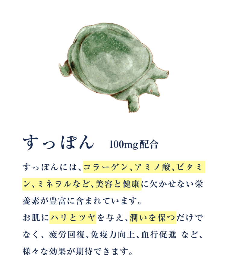 すっぽん