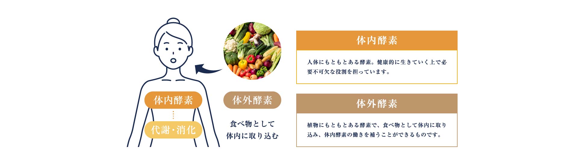 体内酵素 人体にもともとある酵素。健康的に生きていく上で必要不可欠な役割を担っています。体内酵素 植物にもともとある酵素で、食べ物として体内に取り込み、体内酵素の働きを補うことができるものです。